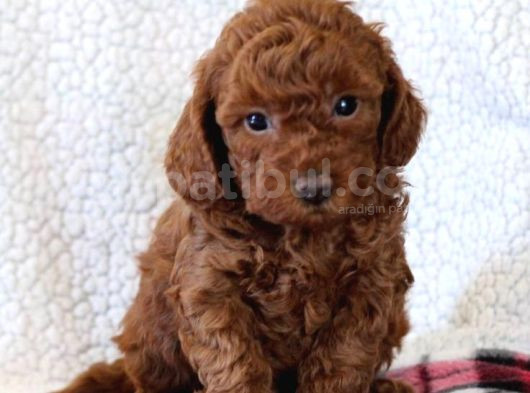 Mini Boy Puppy Kıpkırmızı Ev Üretimi Yavrularımız Tooy Poodl görsel