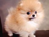 AYI SURATLI EVCİLBEBEKLER MİNİ PUPPY BOY POMERRİAN BOO 