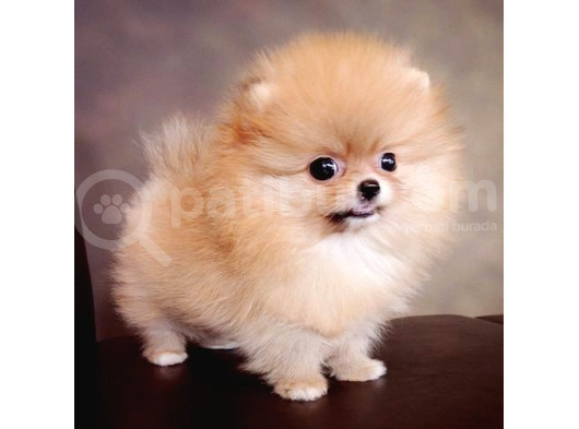 Ayi Suratli Evci̇lbebekler Mi̇ni̇ Puppy Boy Pomerri̇an Boo 