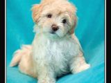 MİNİ PUPPY BOY KAHVE TONLU KIVIRCIK TÜYLÜ MALTİPO YAVRULAR 