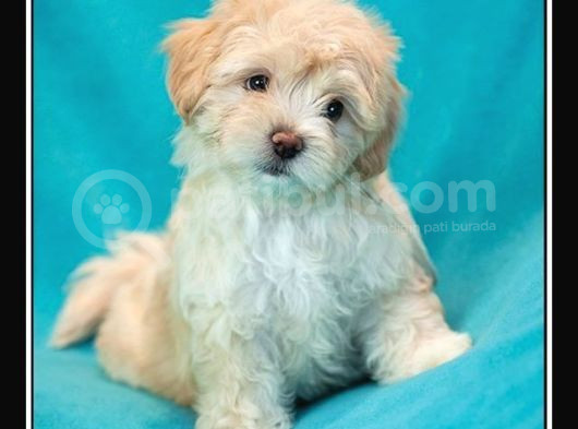 Mi̇ni̇ Puppy Boy Kahve Tonlu Kivircik Tüylü Malti̇po Yavrular 
