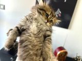 British Longhair