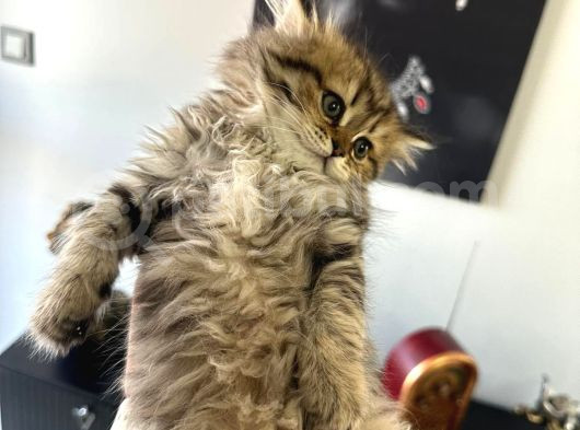 British Longhair görsel