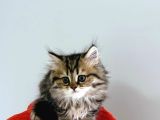 British Longhair