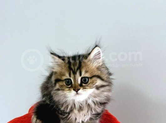 British Longhair görsel