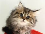 British Longhair