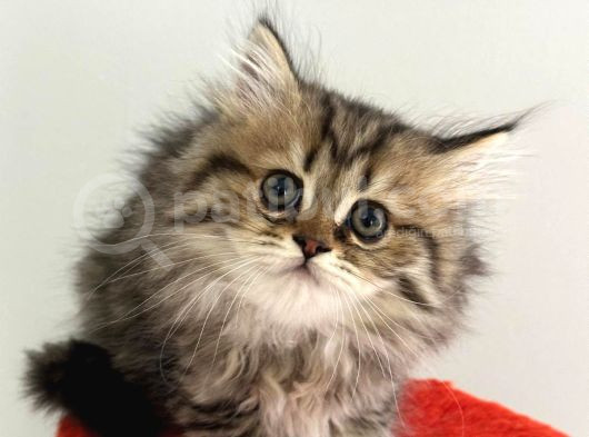 British Longhair görsel