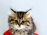 British Longhair