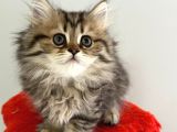 British Longhair