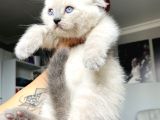 Boncuk gözlü Scottish Fold Bluepoint