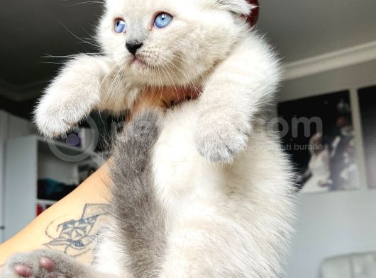 Boncuk Gözlü Scottish Fold Bluepoint