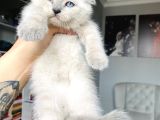 Boncuk Gözlü Scottish Fold Bluepoint