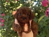 KORE KAN TOY POODLE YAVRULARIMIZ