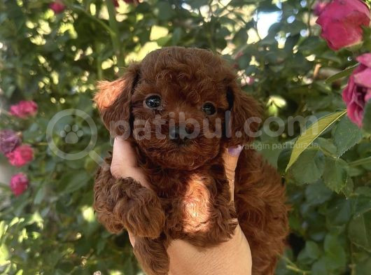 Kore Kan Toy Poodle Yavrularimiz