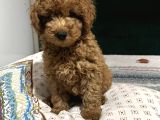 Bebek Toy Poodle Yavrularimiz