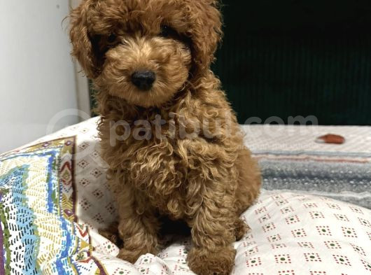 Bebek Toy Poodle Yavrularimiz görsel