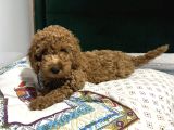 Bebek Toy Poodle Yavrularimiz