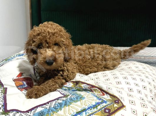 Bebek Toy Poodle Yavrularimiz görsel