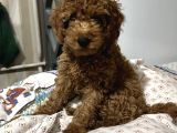 BEBEK TOY POODLE YAVRULARIMIZ