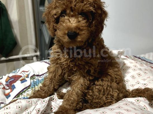 Bebek Toy Poodle Yavrularimiz
