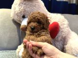 SAFKAN BİBLO GİBİ TOY POODLE YAVRULAR