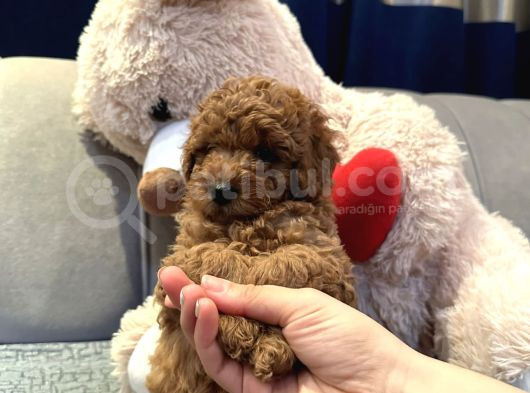 Safkan Bi̇blo Gi̇bi̇ Toy Poodle Yavrular
