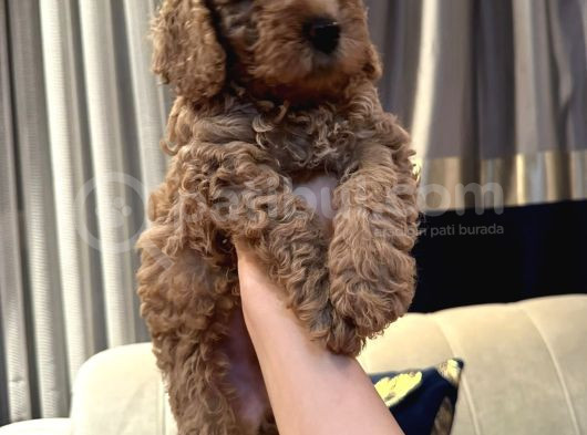 Safkan Bi̇blo Gi̇bi̇ Toy Poodle Yavrular görsel