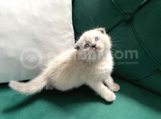 Boncuk Gözlü Scottish Fold Bluepoint görsel