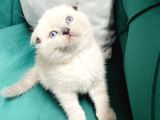 Boncuk Gözlü Scottish Fold Bluepoint
