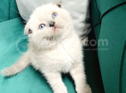 Boncuk Gözlü Scottish Fold Bluepoint görsel
