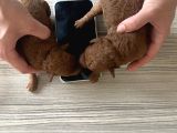 Toy Poodle