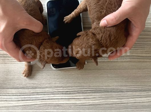 Toy Poodle görsel