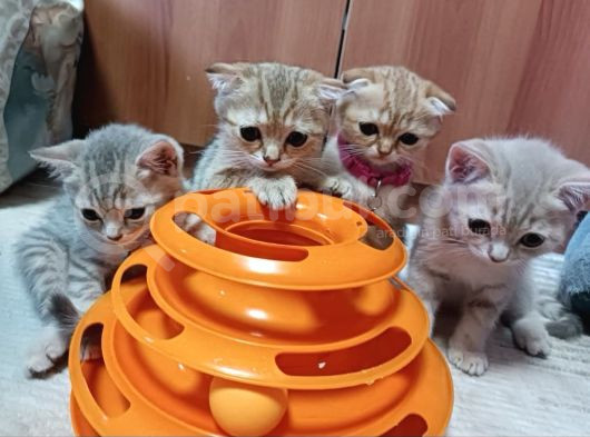Erkek Ve Dişi Sevimli Yavrular görsel