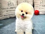 Gülen Surat Pomeranian Boo Yavrularımız