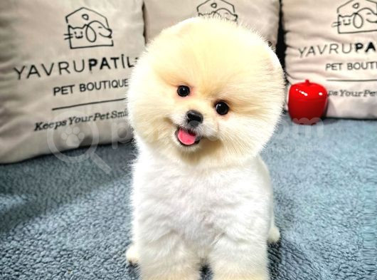 Gülen Surat Pomeranian Boo Yavrularımız görsel