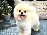 Gülen Surat Pomeranian Boo Yavrularımız