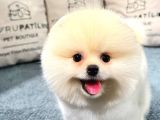 Gülen Surat Pomeranian Boo Yavrularımız