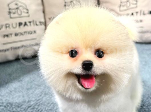 Gülen Surat Pomeranian Boo Yavrularımız görsel