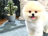 Gülen Surat Pomeranian Boo Yavrularımız