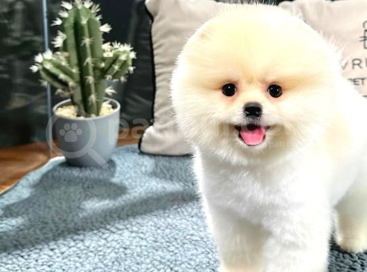 Gülen Surat Pomeranian Boo Yavrularımız