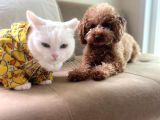 Toy poodle
