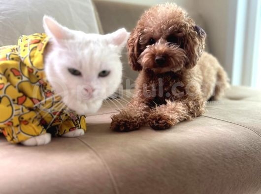 Toy Poodle