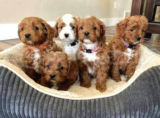 Mi̇ni̇ Puppy Boy Kahve Tonlu Kivircik Tüylü Malti̇po Yavrular  görsel