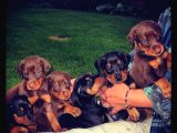 Show Kalite Doberman Yavrular