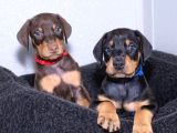 Show Kalite Doberman Yavrular