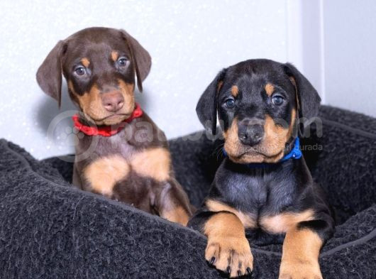Show Kalite Doberman Yavrular görsel