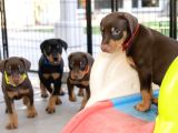 Show kalite doberman yavrular
