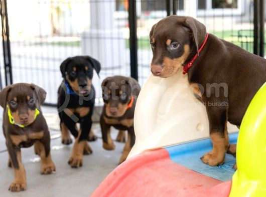 Show Kalite Doberman Yavrular