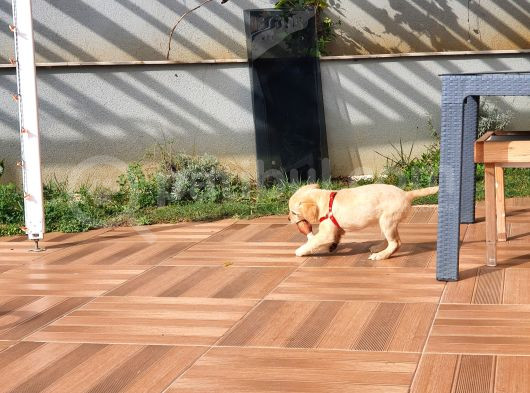 Süper Orjinal Golden Retriever Eşsiz Dişi Dost