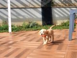 Süper Orjinal Golden Retriever Eşsiz Dişi Dost
